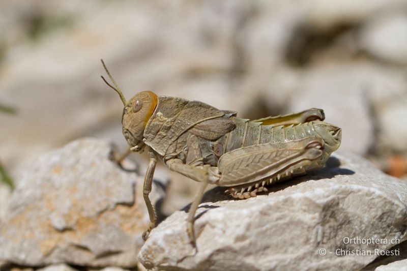 Prionotropis hystrix hystrix ♀ - HR, Istrien, Zagore, 04.06.2014