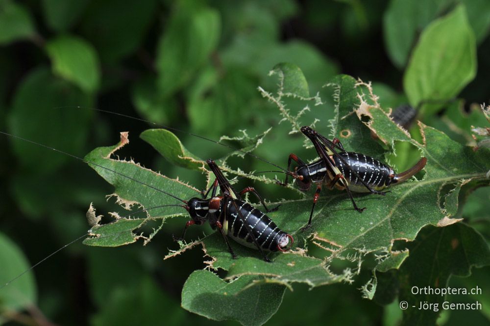 ♂ und ♀ von Barbitistes ocskayi - HR, Istrien, Svetvinčenat, 19.06.2016