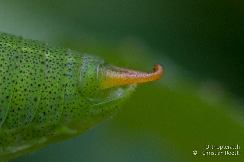 Poecilimon schmidti ♂ Hinterleibsende von der Seite - SLO, Osrednjeslovenska, Ljubljana, Flughafen, ex situ, 15.07.2016