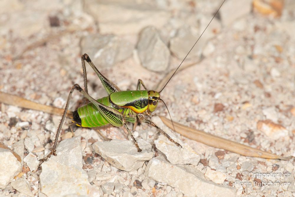 Eupholidoptera leucasi ♂ - GR, Ionische Inseln, Lefkada, 10.06.2024