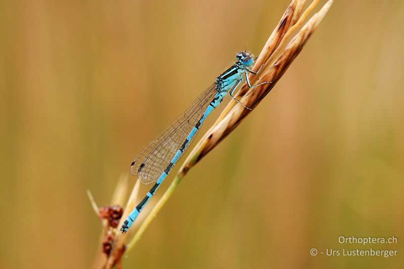 Zahlreich am Canal, Coenagrion mercuriale - FR, Crau, 07.07.2014