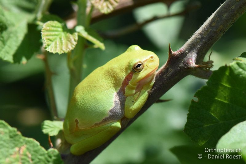 Gleicher Laubfrosch in der Sonne - BG, Blagoewgrad, an der Struma bei Ribnik, 13.07.2018