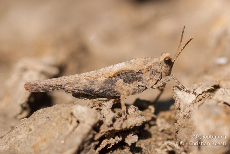 Tetrix ceperoi ♂ - FR, Bouches-du-Rhône, Port St. Louis, 30.04.2009