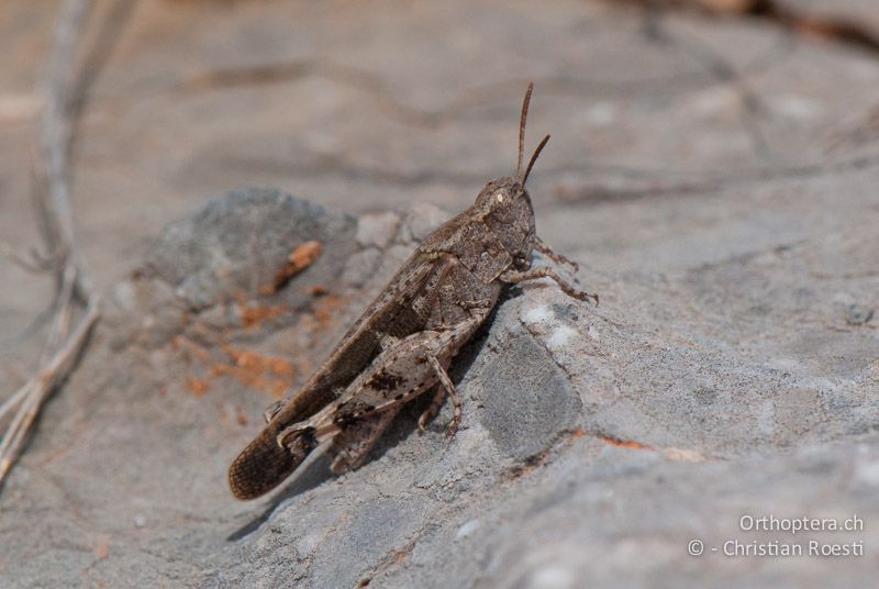 Aiolopus strepens ♂ - FR, Aude, Port-la-Nouvelle, 01.10.2010