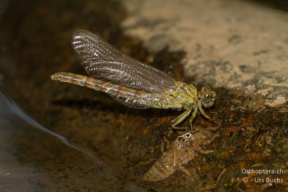 Onychogomphus forcipatus ♀ - GR, Thessalien, nördlich Meteora, 13.07.2013