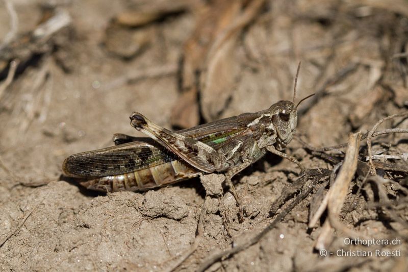 Aiolopus thalassinus ♀ - CH, TI, Coldrerio, 03.09.2013