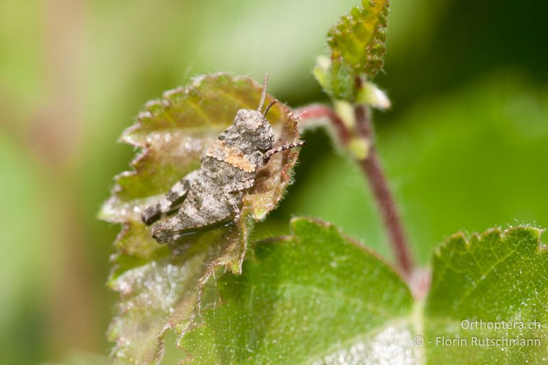 3. Larvenstadium von Oedipoda caerulescens - CH, TI, Mergoscia, 10.05.2011