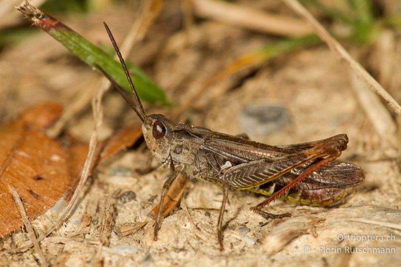 Chorthippus biguttulus ♂ - AT, Vorarlberg, Grosses Walsertal, 26.11.2012