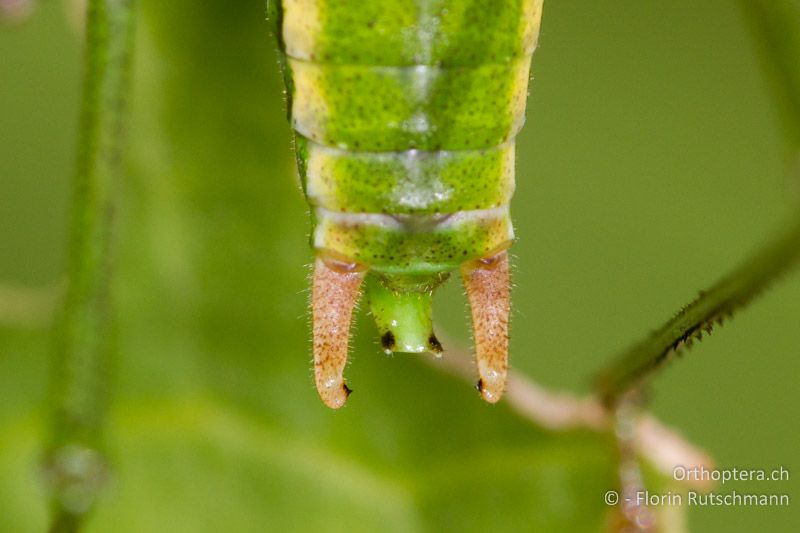 Cerci von Leptophyes boscii ♂ - HR, Istrien, Brovinje, 16.06.2014