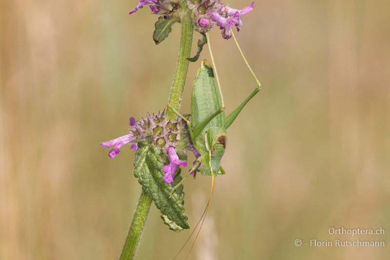 Isophya modesta ♂ - AT, Burgenland, Rohrbach bei Mattersburg, 05.07.2016