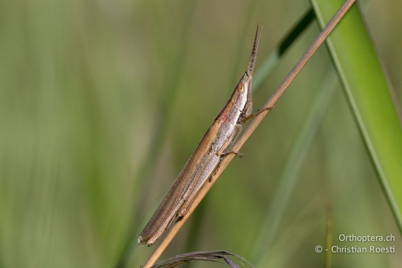 Kurzfühlerschrecke der Gattung Brachycrotaphus - SA, Limpopo, Nylsvlei Nature Reserve, 30.12.2014