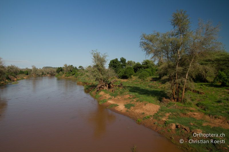 Lebensraum der Pel's Fisching Owl am Luvuvhu River - SA, Limpopo, Krüger Park, Pafuri, 03.01.2015