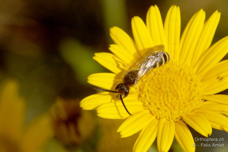 Halictus scabiosae ♂ - HR, Istrien, Mala Učka, 20.07.2015