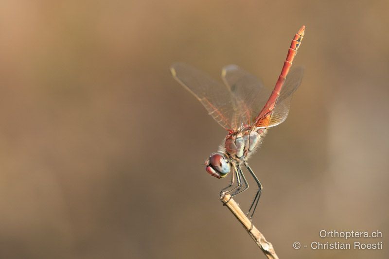 Frühe Heidelibelle (Sympetrum fonscolombii) - HR, Istrien, Premantura, 22.07.2015