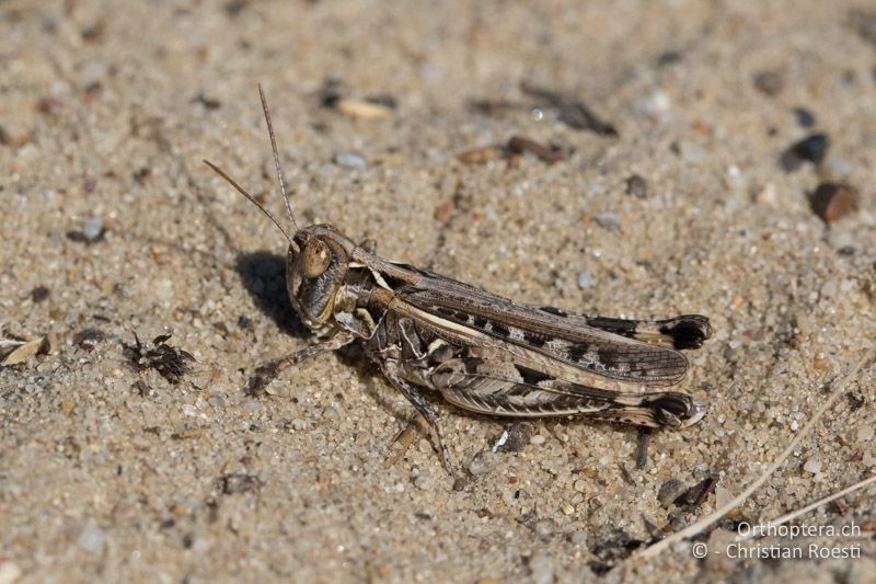 Dociostaurus brevicollis ♀ - HU, Bács-Kiskun, Fülöpháza, 08.07.2016