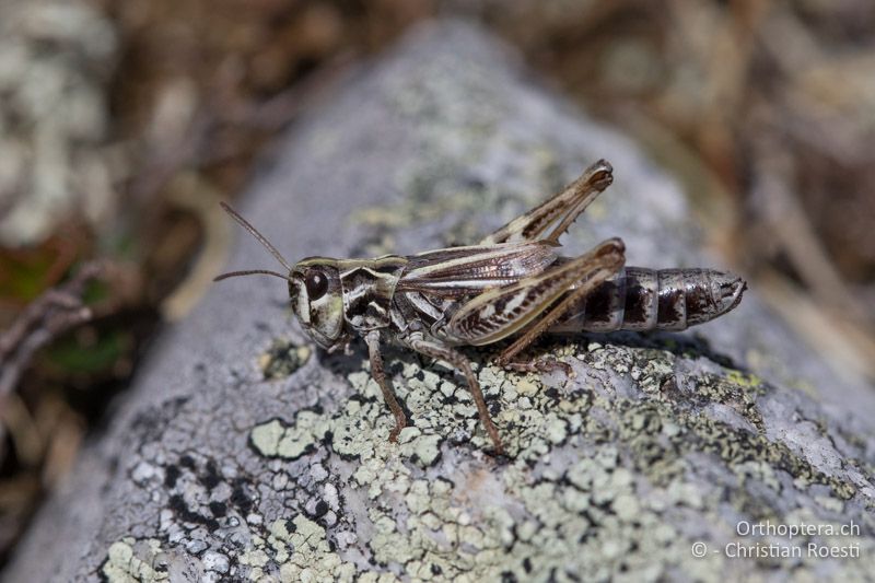 Aeropedellus variegatus ♀ - CH, GR, Muottas Muragl, 19.09.2019