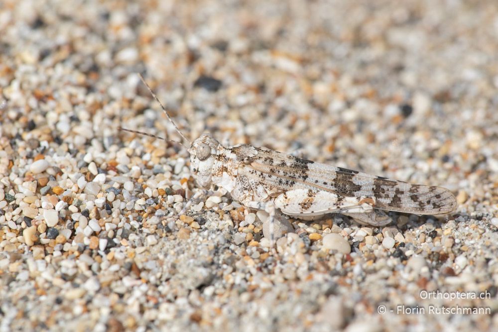 Sphingonotus personatus ♂ - GR, Epirus, Preveza, 07.06.2024