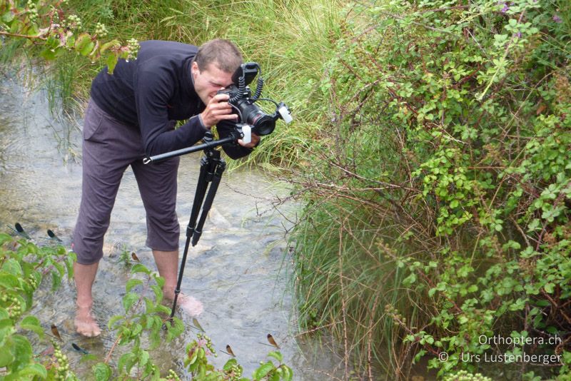 Florin steht umringt von Prachtlibellen im Canal und visiert sein Zielobjekt an - FR, Crau, 07.07.2014