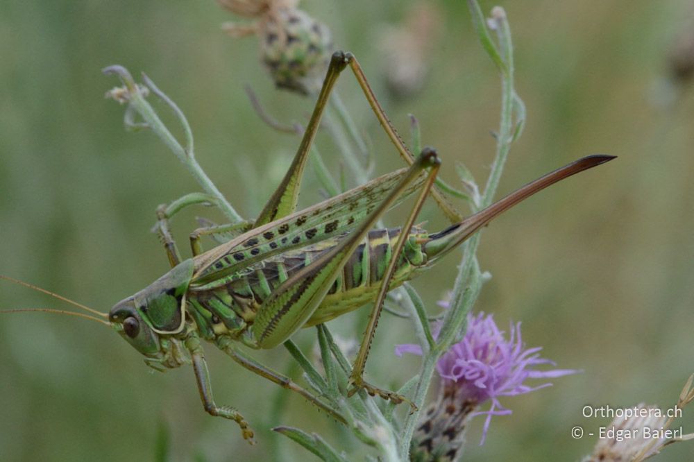 Gampsocleis glabra ♀ - AT, Niederösterreich, Ebergassing, 08.07.2018