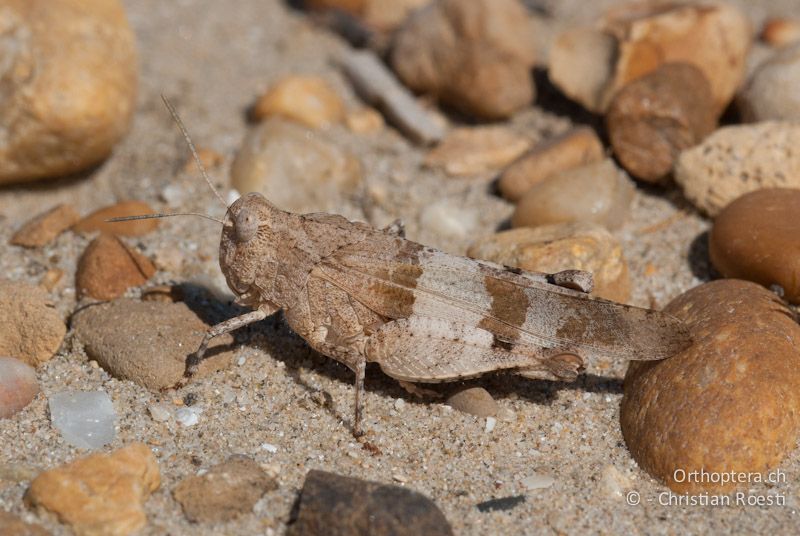 Oedipoda caerulescens ♀ - FR, Hérault, La Grande Motte, 21.06.2009