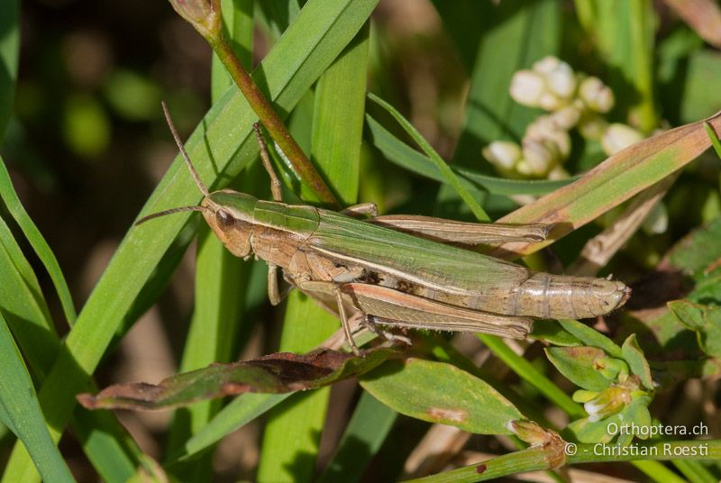 Chorthippus albomarginatus ♀ - CH, BE, Wasen, 06.09.2009