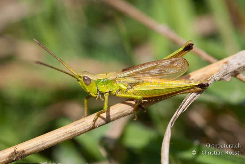 Chrysochraon dispar ♂ - CH, BE, Wasen, 08.09.2009