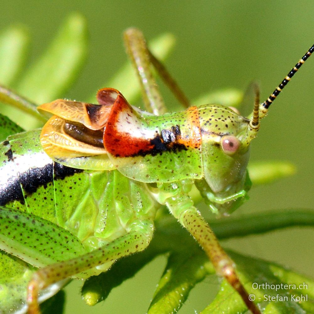 ♂ der Zierlichen Buntschrecke (Poecilimon gracilis) - GR, Westmakedonien, Mt. Vernon, 10.07.2013