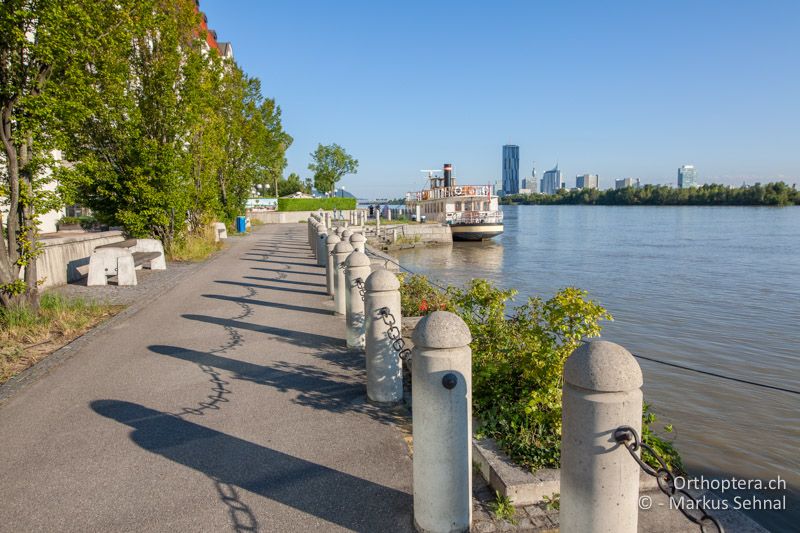 Ufer der Donau mit Gebüsch mitten in Wien - AT, Wien, Handelskai, 14.08.2017