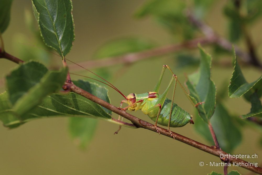 Barbitistes yersini ♂ - HR, Istrien, Račja Vas, Dol, 24.07.2015