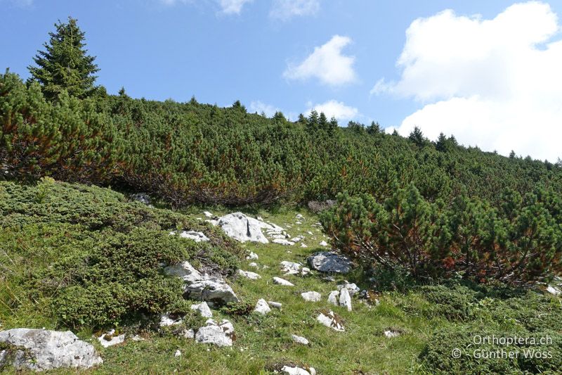 Legföhrenwald mit Lichtung - AT, Kärnten, Feistritzer Spitze, 21.08.2021