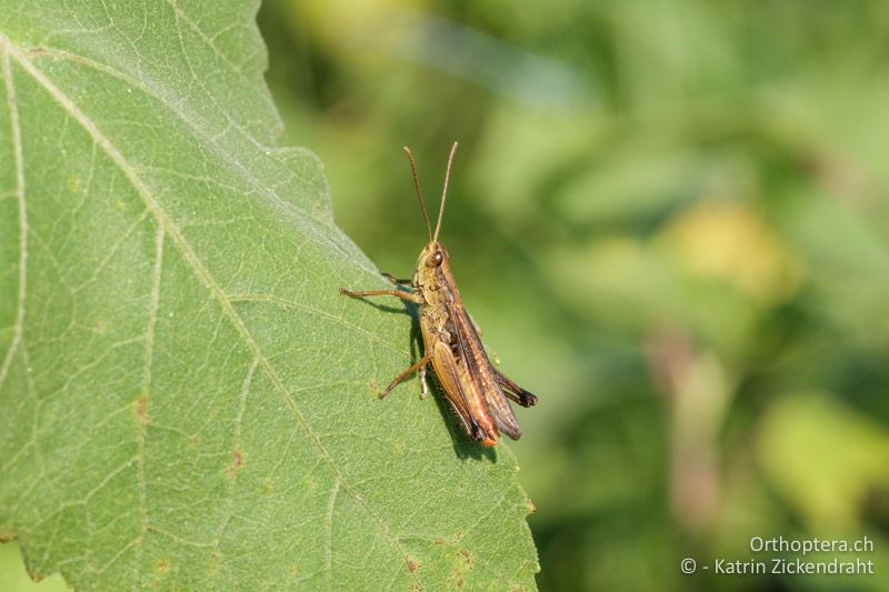 Weissfuss-Grashüpfer (Chorthippus oschei), Männchen