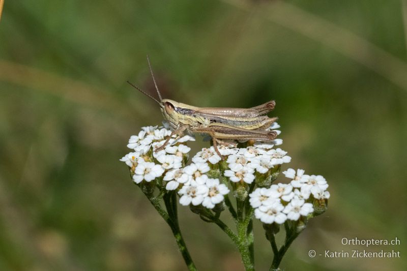 Dickkopf-Grashüpfer (Euchorthippus declivus) ♂ - BG, Blagoevgrad, Waldlichtung vor Raslog bei Bansko, 14.07.2018