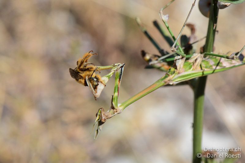 Empusa fasciata ♀ hat eine Biene gepackt - GR, Ostmakedonien, Mt. Pangeon, 06.07.2017