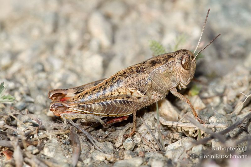 Paracaloptenus caloptenoides ♀ - GR, Westmakedonien, Mt. Vernon, 17.07.2011