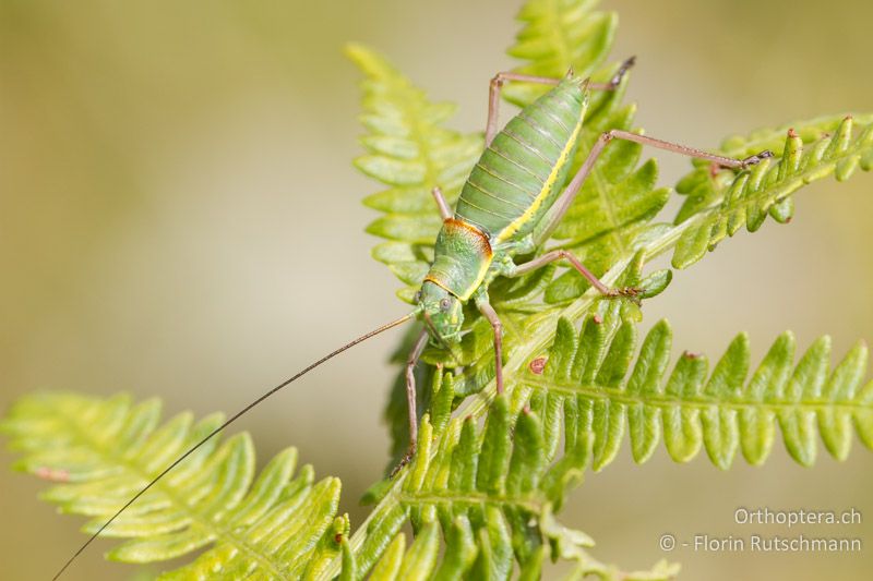 Ephippiger ephippiger ♂ im letzten Larvenstadium - GR, Westmakedonien, 08.08.2012