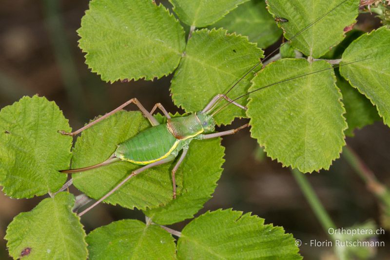 Ephippiger ephippiger ♀ - GR, Ostmakedonien, Rhodopen, 22.07.2013