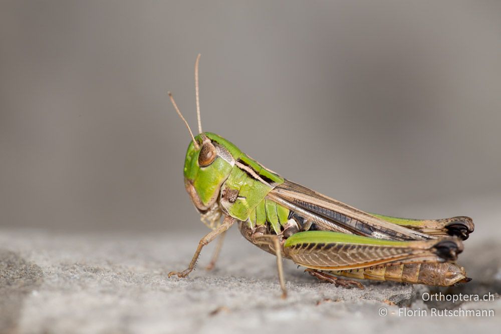 Stenobothrus croaticus Weibchen - HR, Lika-Senj, Velebit Nationalpark, 27.07.2014