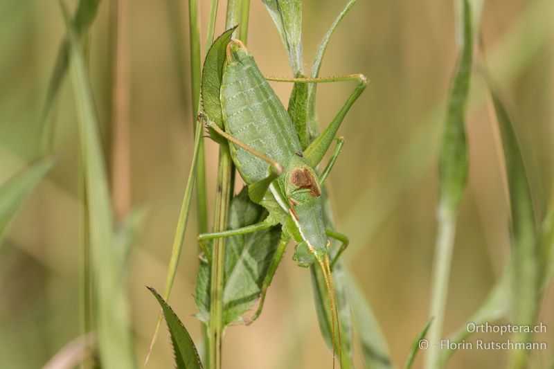 Isophya modesta ♂ - AT, Burgenland, Rohrbach bei Mattersburg, 05.07.2016