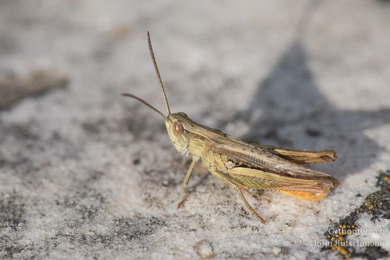 Chorthippus dichrous ♂ - GR, Zentralmakedonien, Archangelos, 19.07.2018