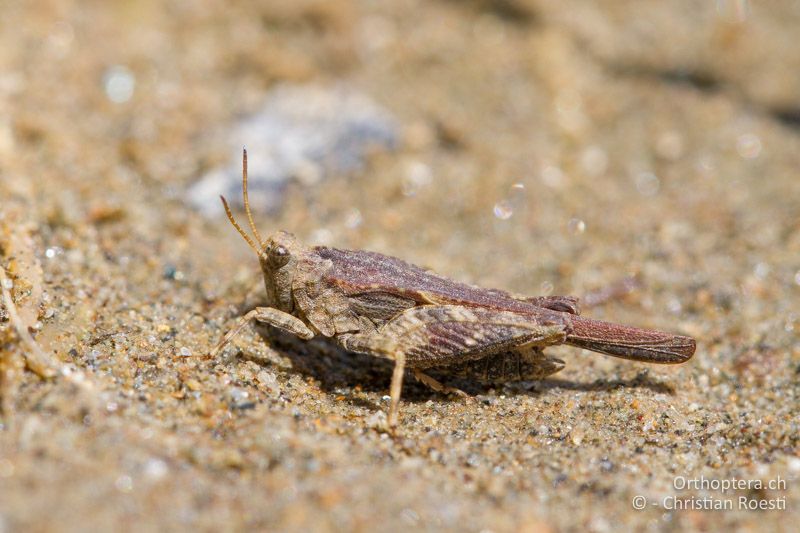 Tetrix bolivari ♂ - BG, Kardzhali, Krumovgrad, 23.04.2012