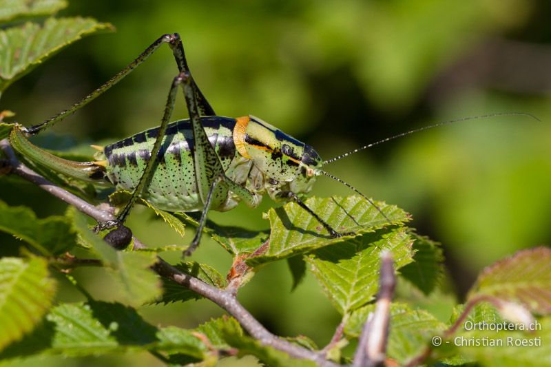 Poecilimon ornatus - HR, Istrien, Učka, 02.06.2014