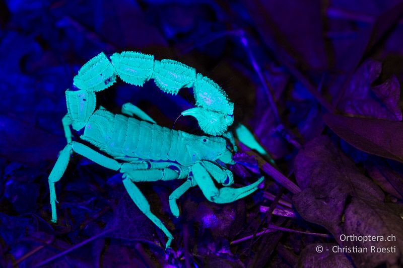 Skorpion mit UV-Licht beschienen - SA, Limpopo, Mutale, Pafuri River Camp, 01.01.2015