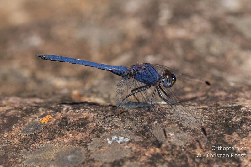 Trithemis furva, Navy Dropwing ♂ - SA, Mpumalanga, Matibidi, 11.01.2015