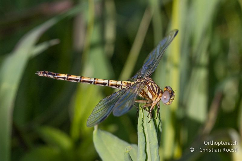 Paragomphus cognatus, Rock Hooktail ♀ - SA, Mpumalanga, Dullstroom, Field & Stream Lodge, 12.01.2015