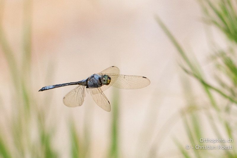 Zygonyx natalensis, Blue Cascader ♂ - SA, Nort West, Rustenburg, Magaliesberg, 14.01.2015