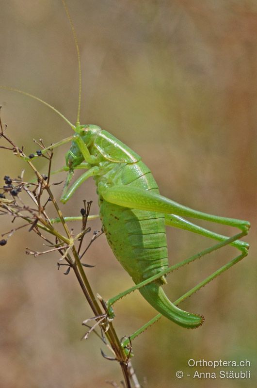 Poecilimon elegans ♀ bei der Morgentoilette - HR, Istrien, Mala Učka, 20.07.2015