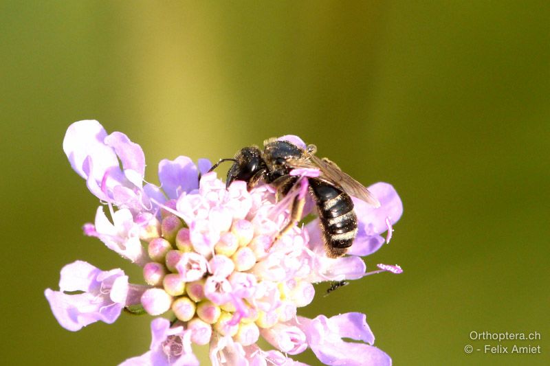 Lasioglossum costulatum - HR, Istrien, Račja Vas, Dol, 24.07.2015