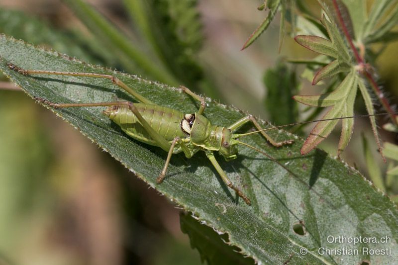 Ephippiger discoidalis minor ♂ - HR, Istrien, Brest, 25.07.2015