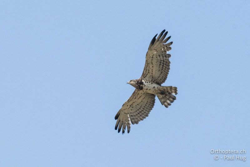 Schlangenadler - GR, Westmakedonien, Akrini, 14.07.2017