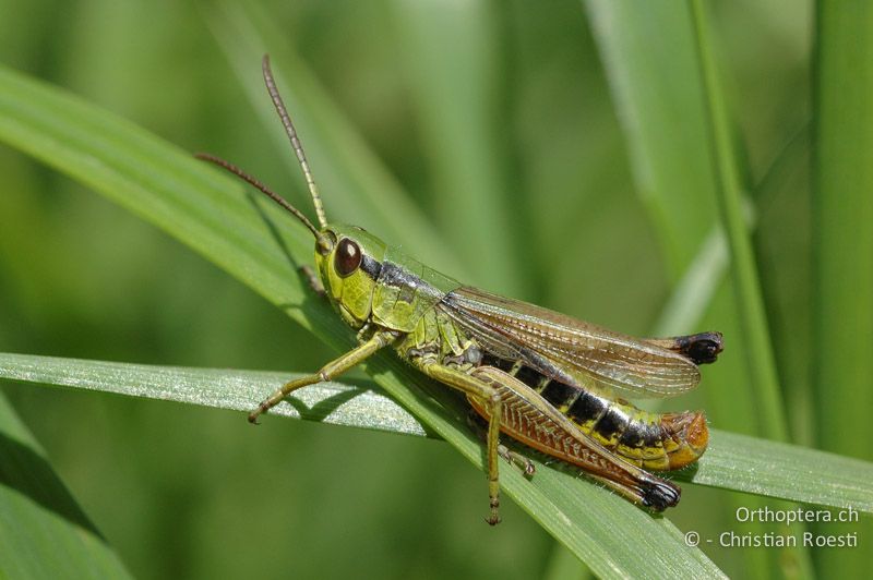 Pseudochorthippus parallelus ♂. Dieses Tier ist recht kontrastreich gefärbt und weist den typischen schwarzen Fleck zwischen Auge und Halsschild auf - CH, VS, Susten, 30.07.2007